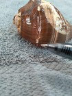 Hand Carved Sea Horse On Sea Shell — photo 6