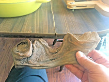 Driftwood Taxidermy aquarium terrarium Beach House Decor 11 x 4 inches