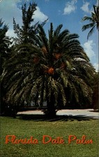 Florida date palm tree ~ vintage postcard sku333