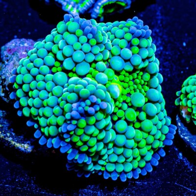 Blue & Green Ricordea Mushroom Coral Frag   Beginner Friendly, Live Coral