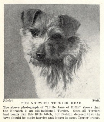 Norwich Terrier ''Jane'' - 1934 Vintage Dog Art ''Photo'' Print - CUSTOM MATTED