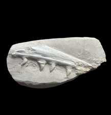 Gran Mosasaurio Mandíbula Espécimen de Marruecos, Mosasaurio Parcial Calavera Dino Mandíbula de