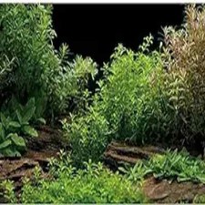 48x24 Inch Fish Tank Background River Bed and Lake Aquatic Plant Undersea