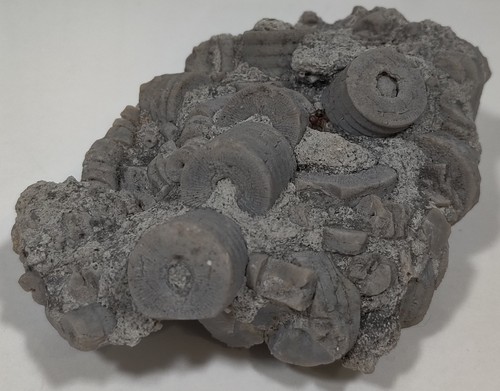 Crinoid Fossil Cluster Or Plate. Unknown Origins. 4.5 X 3.5 X 1.8 Inches - Picture 4 of 7
