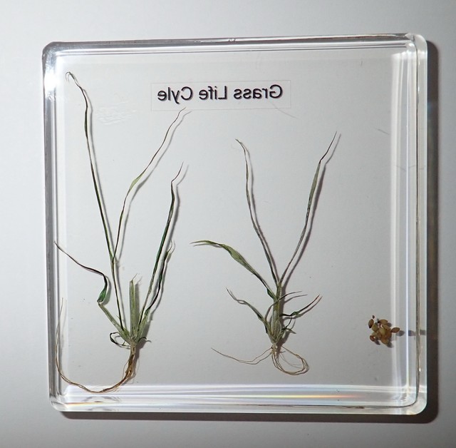 Grass 3 Stage Life Cycle Simplified Set Education Plant Specimen eBay