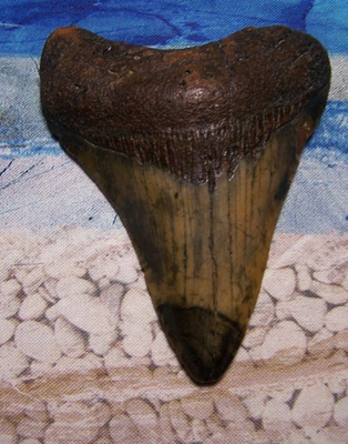 #ad MEGALODON Shark Tooth 3 1 2quot; sharks teeth BIG jaw fossil REAL megladon $68.00
