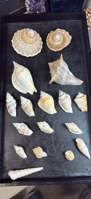 Assorted Shell Lot
