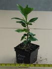 ZEAK ADIL Tropical Hibiscus -- Plant in 4.5" pot — photo 2