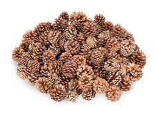 NaDeco Bergkiefer-Zapfen, 3-5cm, 0,5kg, 100-130 St | Tannenzapfen | Dekozapfen