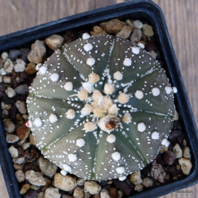 A4002 ASTROPHYTUM SUPERKABUTO pot9-H6-W7 cm MaMa Cactus