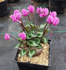 Cyclamen graecum approx 40 seeds. Mixed leaf forms 2026