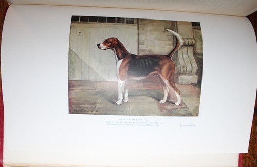 1914 Foxhound of the 20th Century Breeding & Work of the England Kennels BRADLEY - Picture 21 of 22