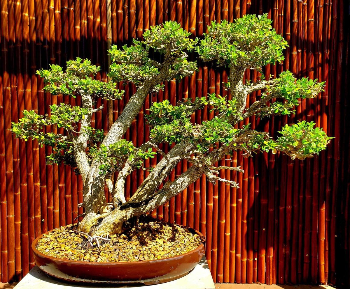 その他 Miracle Tree 10+ yr Old Non-Grafted Seed Grown Japanese Maple In a Grow