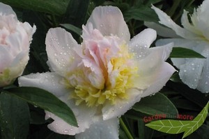 Pfingstrose Top Brass Weiss Mit Gelb Kranichfedern Paonie Grosse