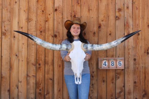 Hs486 - 5' 0" Steer Skull Art Polished Long Horns Mounted Cow Bull Longhorns