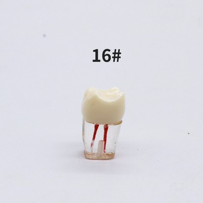 Kit De 10 Dents Typodont Pour Pratique Endodontique - Modèle Kilgore/Nissin, Neuf