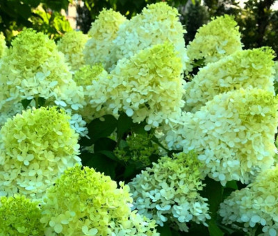 Hortensie LIMELIGHT Rispenhortensie Creme / Grün Hydrangea paniculata