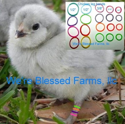 We're Blessed Farms Chicken LEG BANDS chick multi color ELASTIC