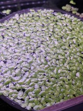 Giant Duckweed Aquarium Floating Plants 50pc