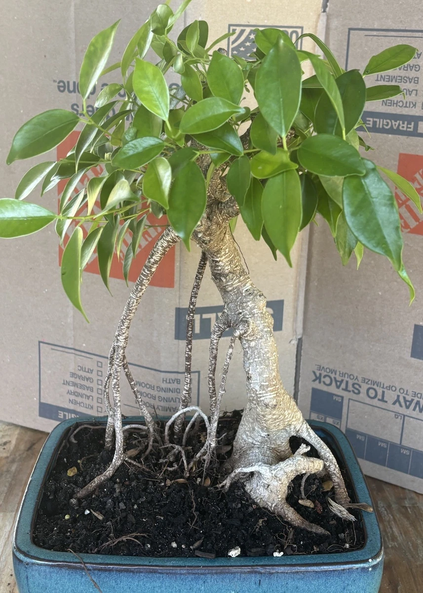 Finished Bonsai Bonsais for sale - eBay