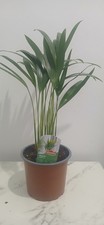 Areca Palm Large Indoor Evergreen Plant Tropical Exotic
