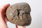 Petrified Washington Teredo Fossil Wood 13.1 oz lapidary end cut rough — photo 5