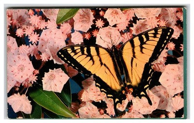Tiger Swallowtail Butterfly Mountain Laurel Flowers Nature Postcard