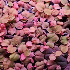 Red Root floaters 30 leaves For Fresh Water Aquarium