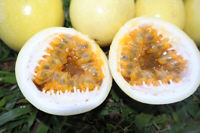 Fresh Passion Fruit (6LBS) The Actual Fruit