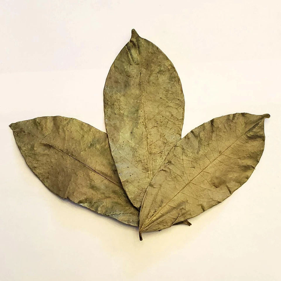 Hojas de guanábana Graviola 100 % pura hoja de guanábana seca - Hojas de guanábana - 1 oz Foto 4 de 4