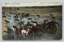 Round Up Horses Watering Chas. E. Morris Antique Postcard