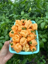 Brain Strain Peach Pepper Seeds 