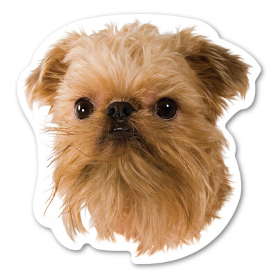 Brussels Griffon Magnet
