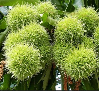 Castanea sativa 30-60cm | Sweet chestnut | Spanish chestnut - Sweet chestnut | S