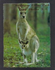 F8083 Australia SA Victor Harbor Urimbirra Park Kangaroo postcard