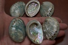 8 PCS POLISHED BABY SMALL GREEN ABALONE SEA SHELL BEACH DECOR 2" - 2 1/2" #T-47