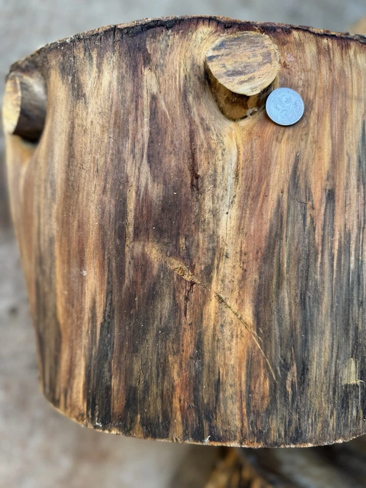 #NIP62SPALTED NORFOLK ISLAND PINE, TORNEAMENTO DE MADEIRA, CANETA EM BRANCO, ESCAMAS, TIGELA - Imagem 4 de 4