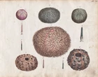 Sea Urchin Sea Animal Original Watercolor Drawing