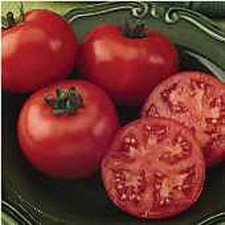 Bush Champion II Tomato Seeds 25 Seed Packet More Heirloom, Organic, Non GMO,