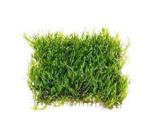 Flame Moss Mesh Pad - Taxiphyllum sp. Live Aquarium Plant