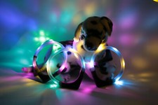 LEUCHTIE Plus Leuchthalsband Hund batteriebetrieben, wasserdichtes LED Halsband