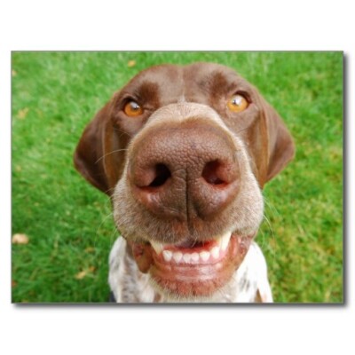 German Shorthaired Pointer Smile Postcards - Set of 3 GSP
