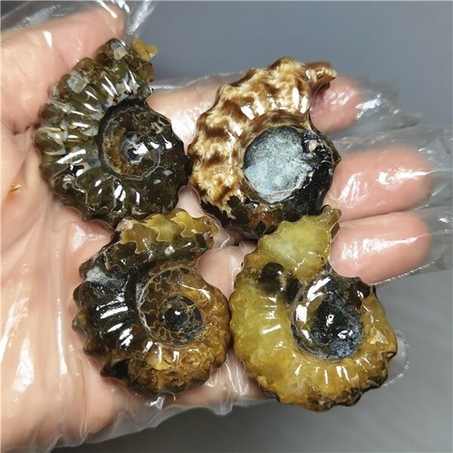 149g Ammonite specimens of natural conch from "goat's horn" of Madagascar L801 - Picture 3 of 11
