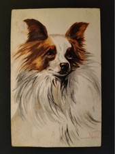 CANE FARFALLA ESPANGUEL PAPILLON ILLUSTRATORE NORFINI ANNI 50 ITALIA CANI RAZZA
