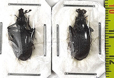 Carabidae, Cychrini, Cychrus (Cychrus) aeneus starcki pair A1, S. Russia