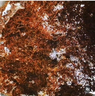 #ad #ad Live Blackworms $50.00