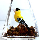 Vintage Hand Carved Painted Goldfinch Lucite/Acrylic Unique Canada Paperweight — photo 5