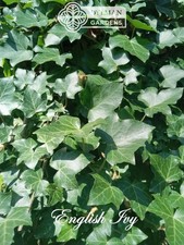 English Ivy Plants (Hedera helix) - Groundcover - Vine - Multiple Quantities