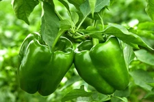 200 BIG GREEN BELL PEPPER Sweet Capsicum Annuum Vegetable Seeds *Combined Ship