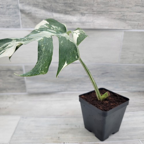 Monstera Albo – Monstera Deliciosa Albo Variegata | Striking Foliage | in 4" Pot - Picture 8 of 10